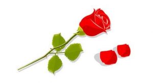 Obrazek przedstawiający czerwoną różę obok znajdują się dwa płatki róży