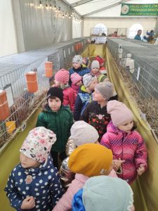 Dzieci trzymają się za ręce chodzą parami i oglądają króliki w klatkach.