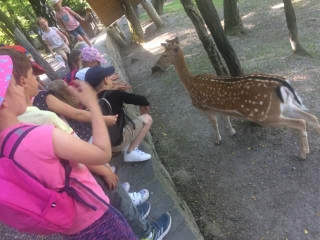 zdjęcie z sarną